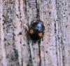 317302 – Photo : Oryctes – France (59)